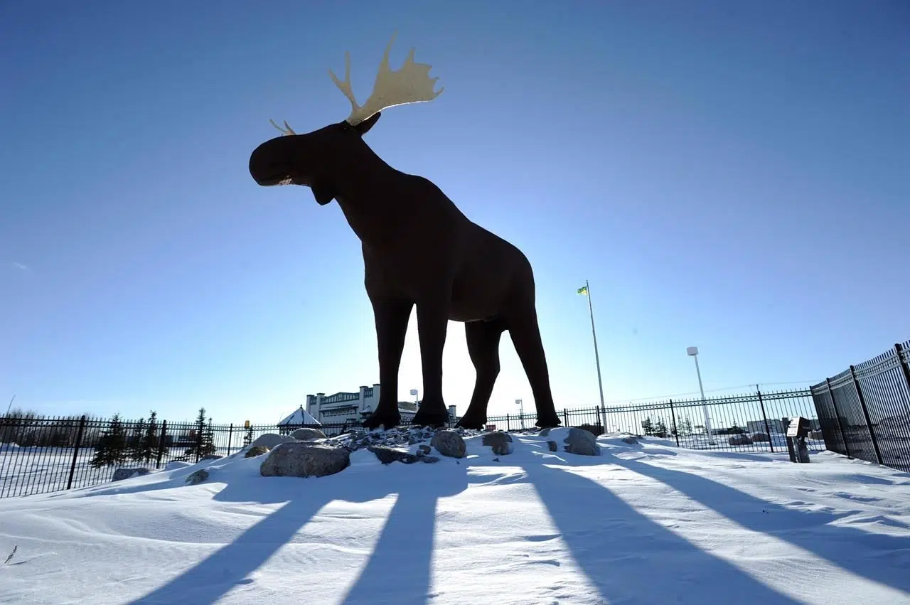 My moose is bigger than your moose: Norwegian politician to visit Saskatchewan