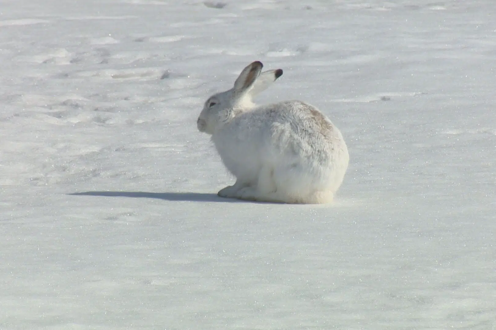 Wildlife biologist skeptical of trapping rabbits in Regina