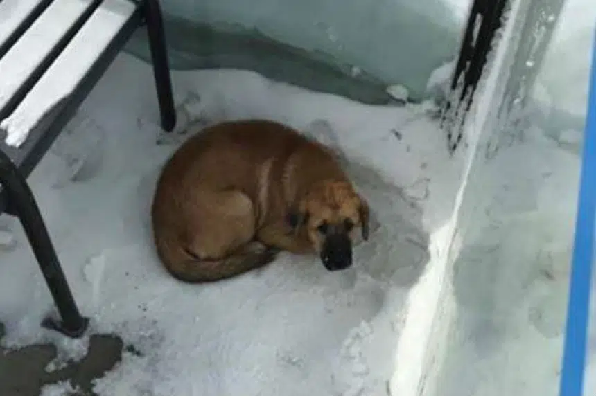 Freezing dog rescued from Regina bus shelter