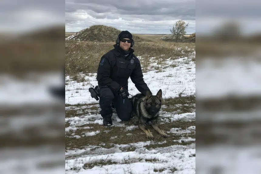 Moose Jaw police dog nabs suspect on first day