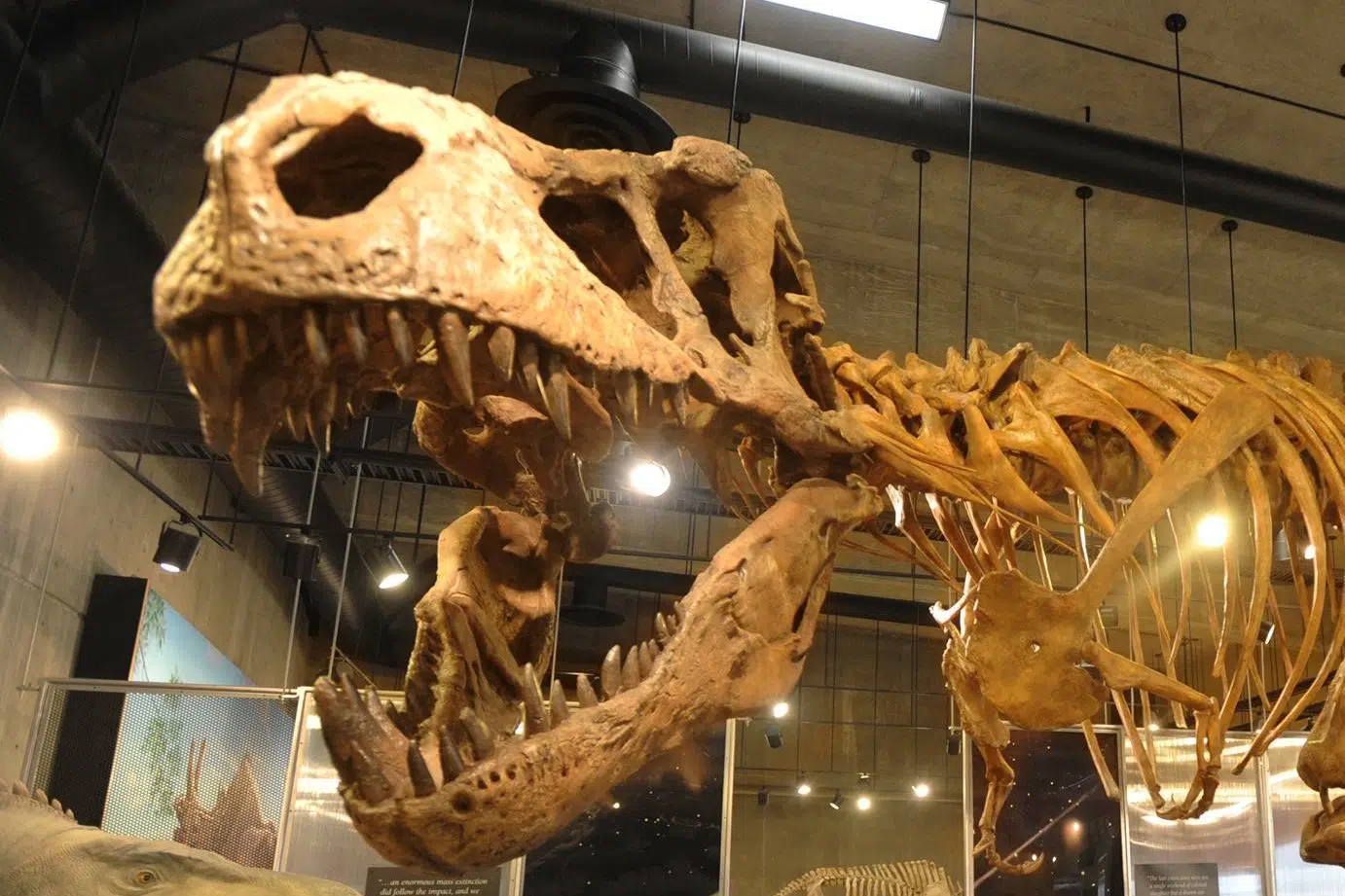 Scotty the T-Rex coming to Royal Sask. Museum