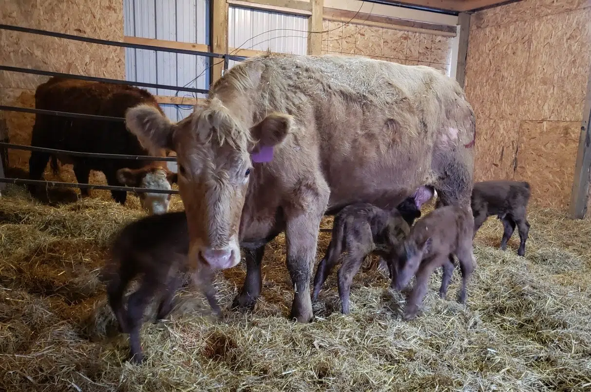 1 in 11.2 million: Cow gives birth to four healthy calves