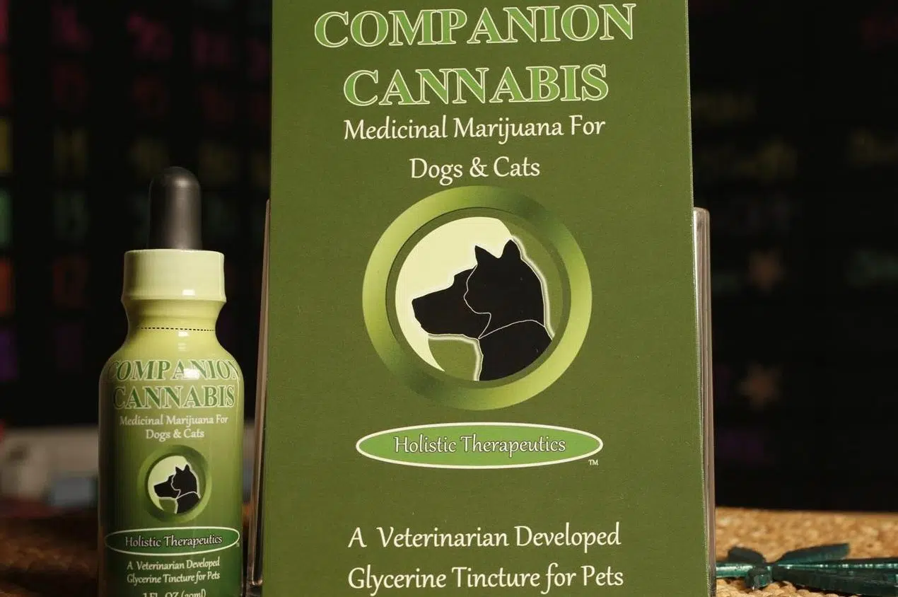 Vets lobby to expand medical cannabis laws to include dogs, cats