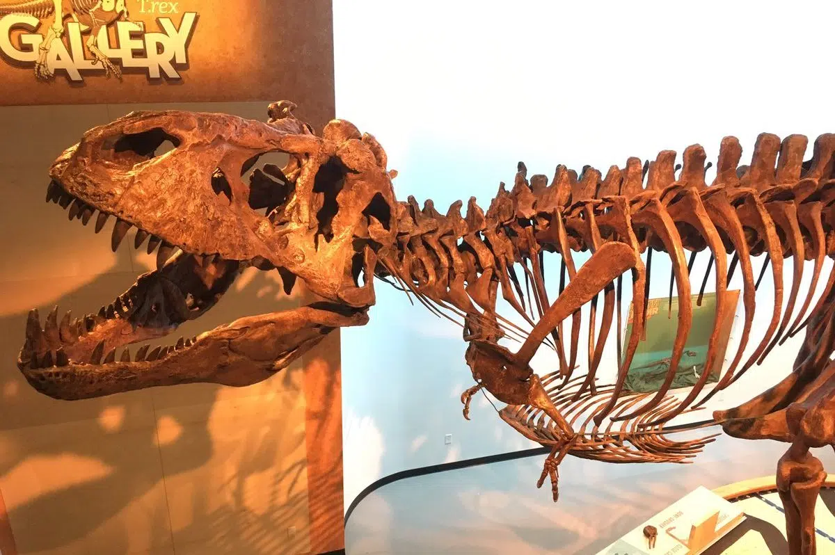 Scotty the T. rex fuelling passion of dino fan awaiting reveal