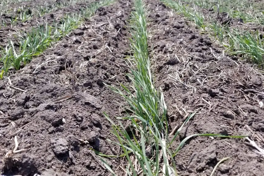 Saskatchewan farmers find dry conditions as seeding of 2021 crop begins