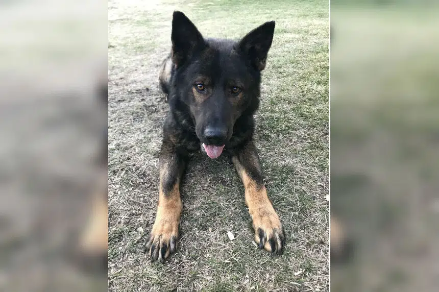Suspect hiding in doghouse apprehended by police dog