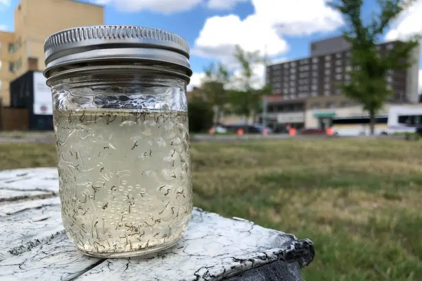 City of Regina expects mosquitoes to emerge this weekend 