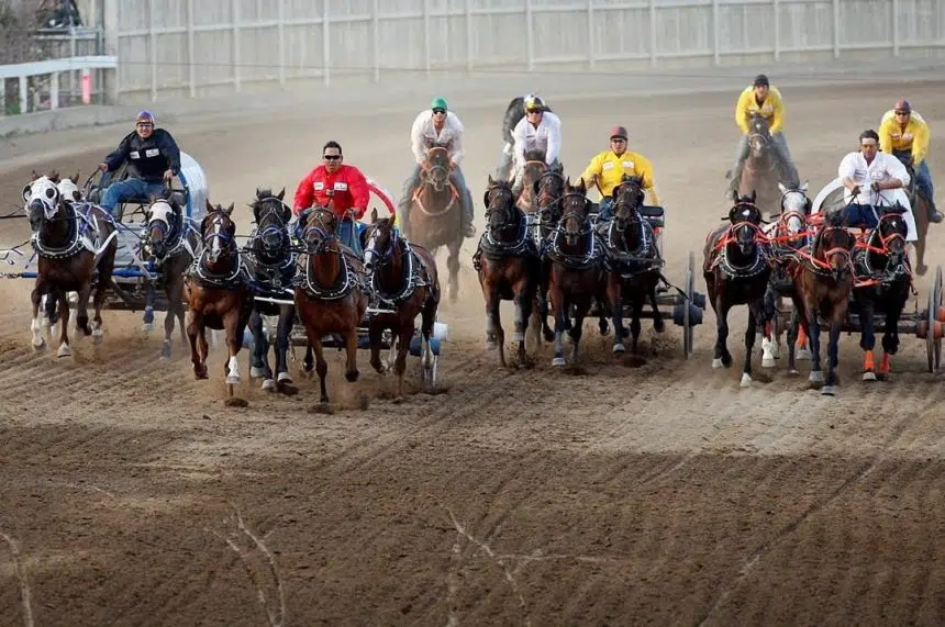 Chuckwagon race safety up for review after six horses die during Stampede event