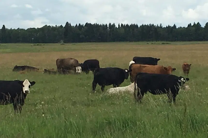 Veterinarian says ranchers should reconsider cattle branding
