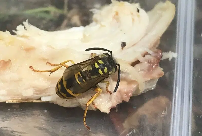 Wasps making an early appearance in Saskatchewan