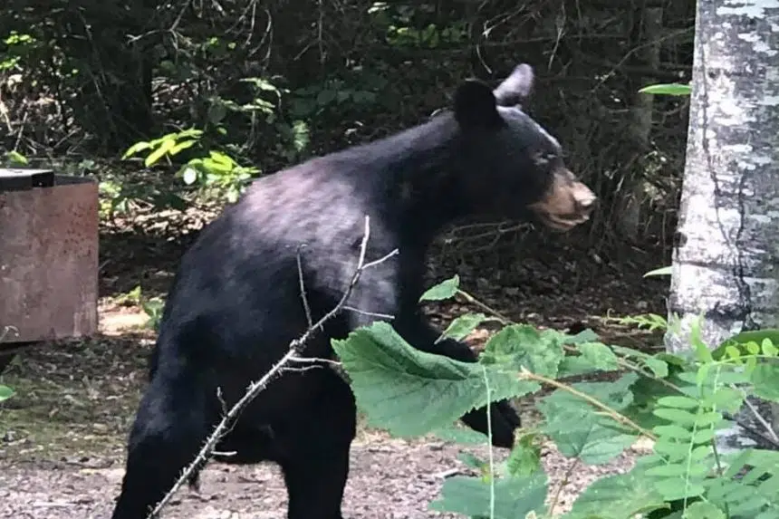 Saskatoon man has run-ins with bear