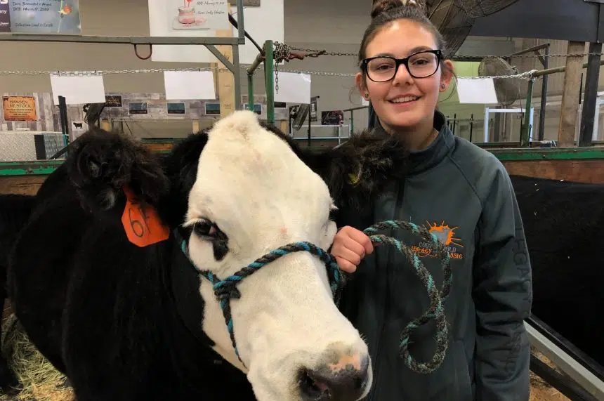 Combing cows: What it takes to show a heifer at Agribition