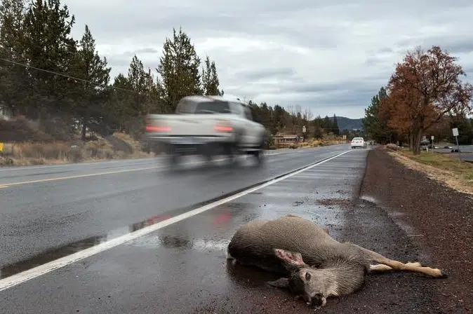 From pavement to plate: Should Saskatchewan residents be allowed to eat roadkill?