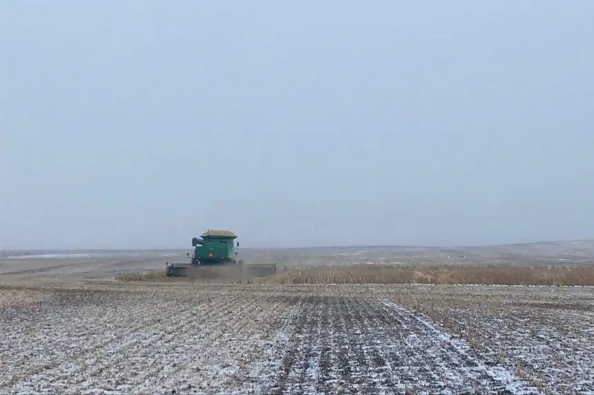 At least 1.2M acres of crop still on the field in Sask.