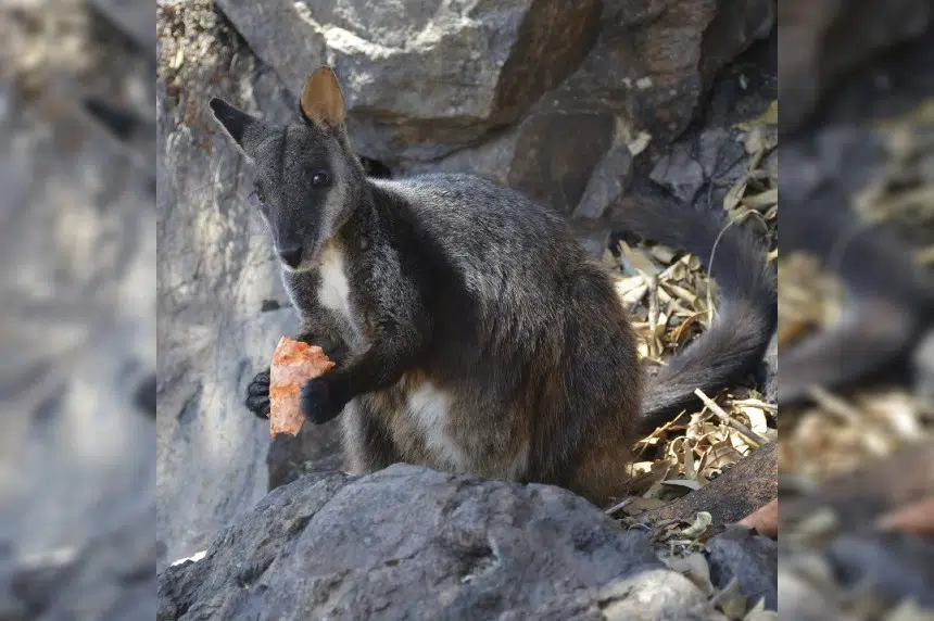 Scientists seek rare species survivors amid Australia flames