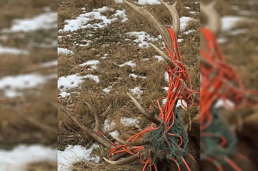 Elk found killed with cord wrapped around head south of Moose Jaw