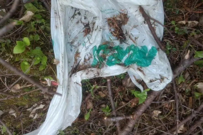 Regina's ban on plastic bags to take effect Feb. 1