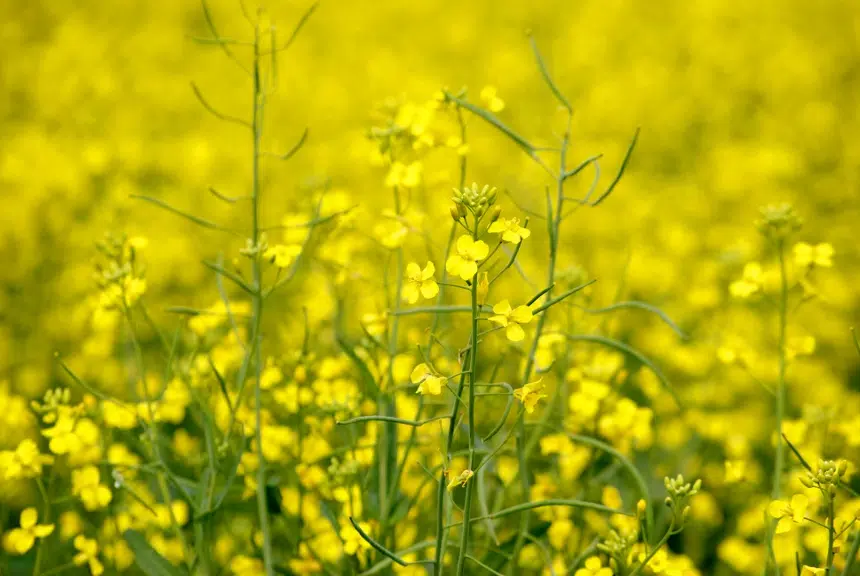 Businesses welcome latest canola crushing plant announcement