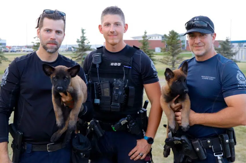 'The cutest new recruits' join the Regina Police Service