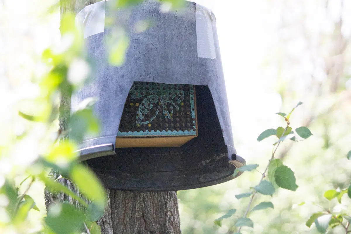 Leafcutter bees creating buzz in Arboretum Park