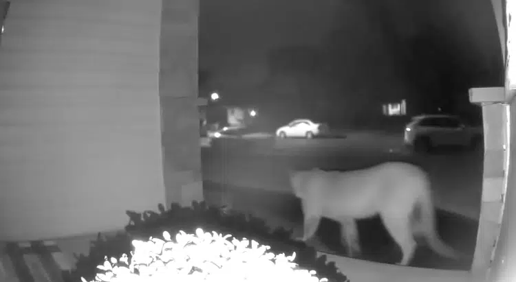 Cougar spotted crossing yard in Moose Jaw
