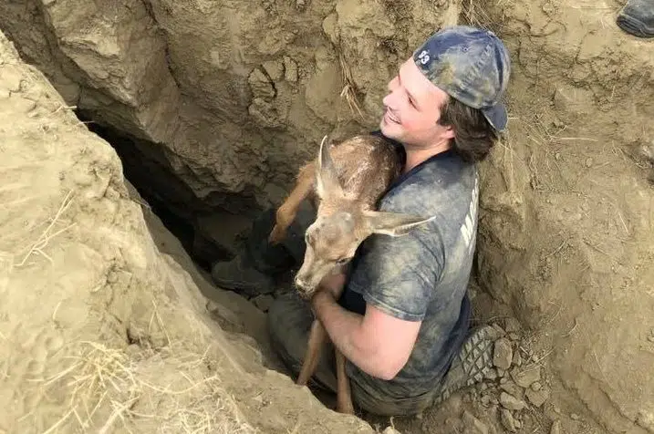 'Fawn memories' made as deer rescued in Wakamow