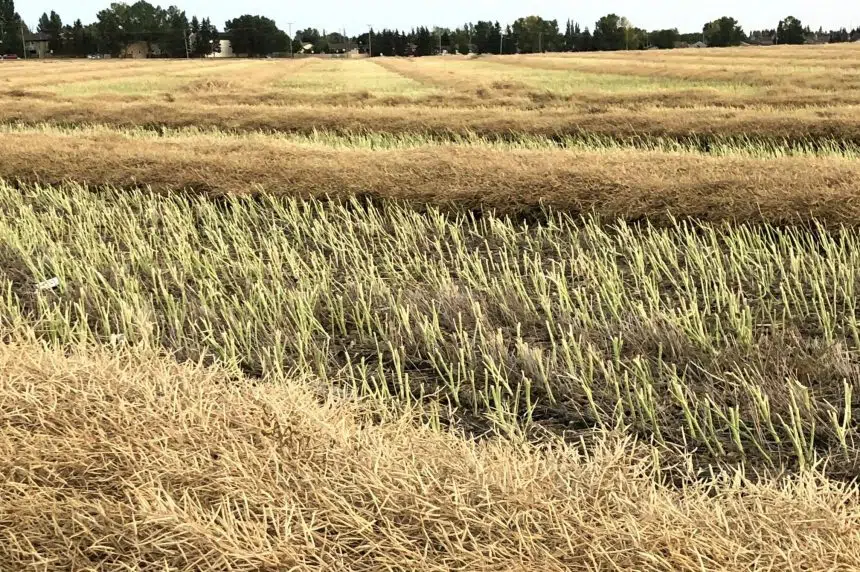 Saskatchewan harvest ahead of five-year average