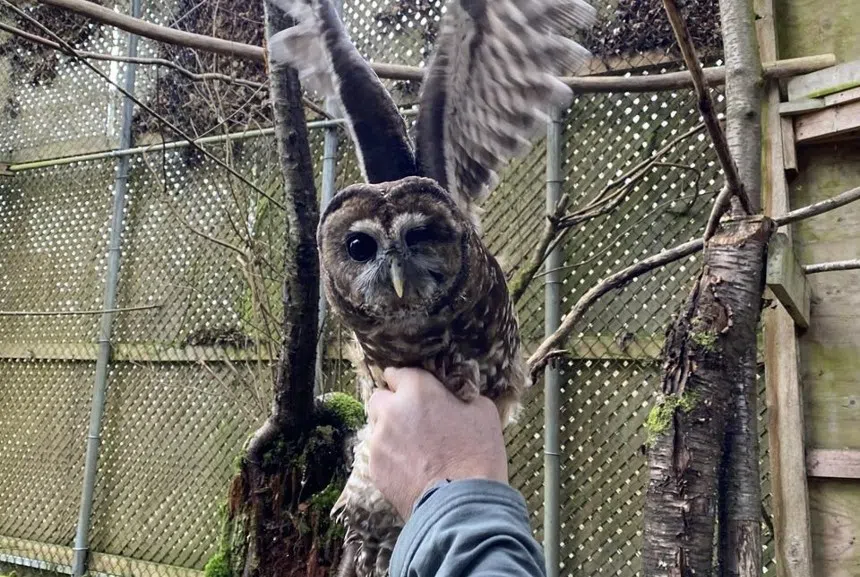 B.C.’s northern spotted owl breeding facility welcomes disabled California relative
