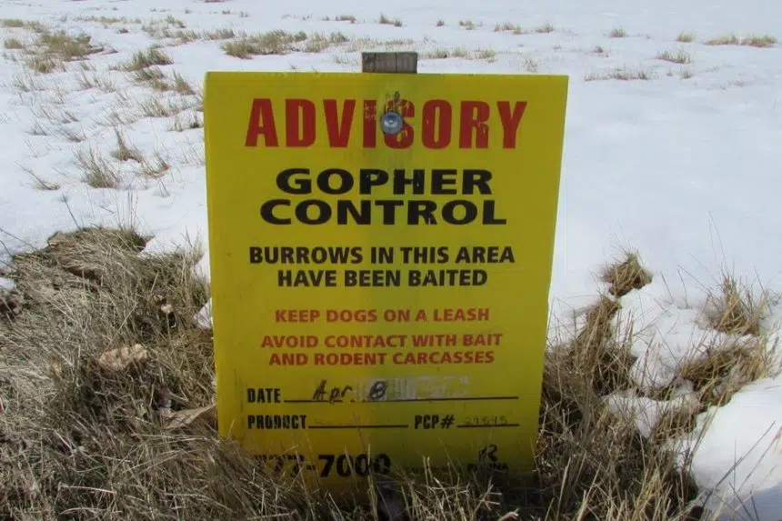 Gopher broke: City of Regina launches program targeting rodents