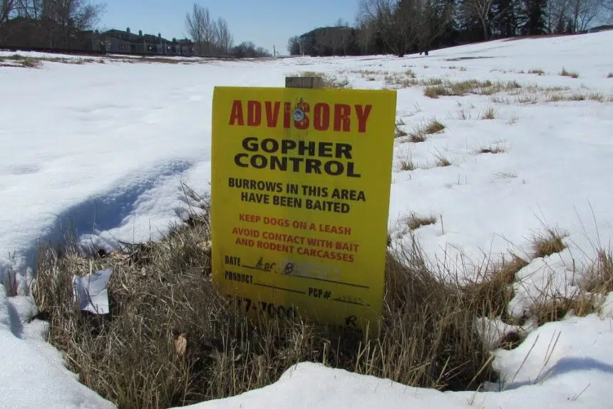 Gopher control underway in Regina parks; wildlife advocate concerned