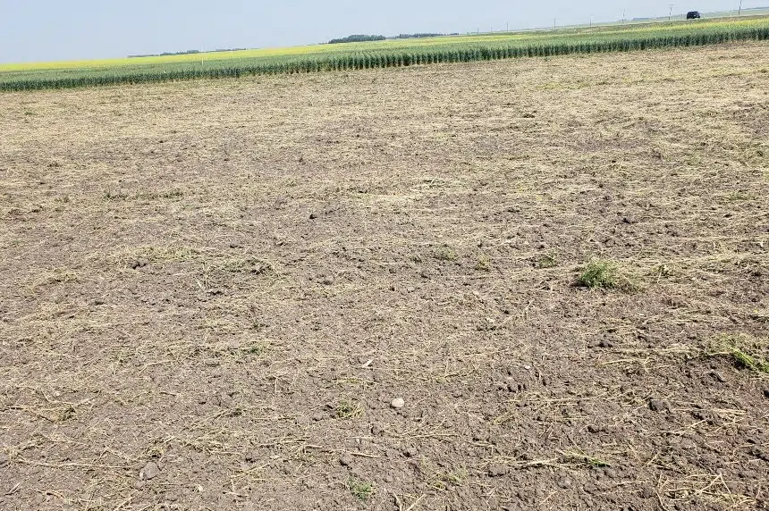 'To summarize, we're in a drought': Sask. farmers desperate for rain