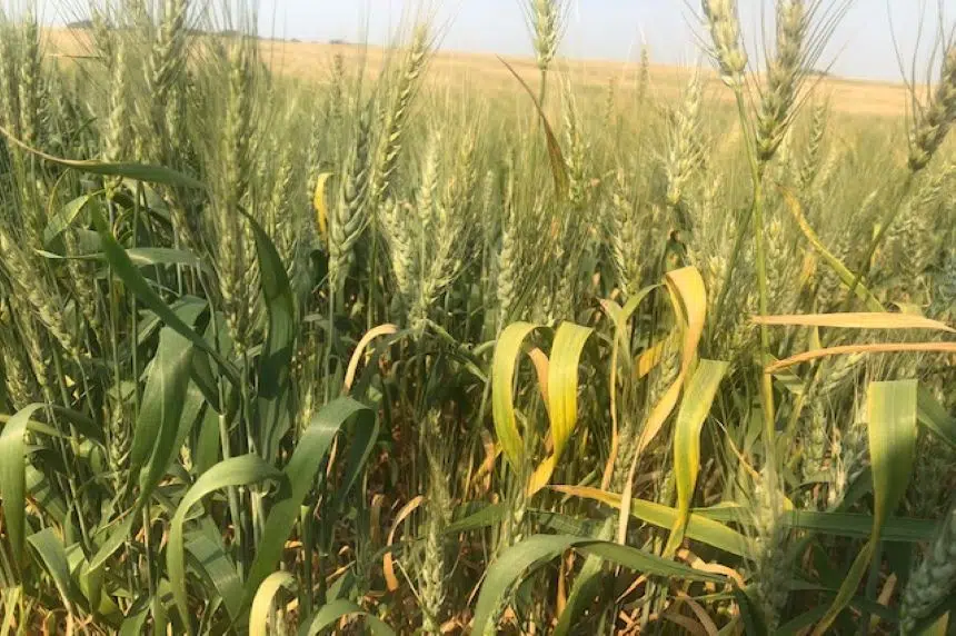 'Rain has come too late': Report says some crops won't recover in Sask.