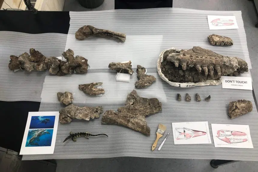Royal Saskatchewan Museum poring over fossil of 'T. rex of the sea'
