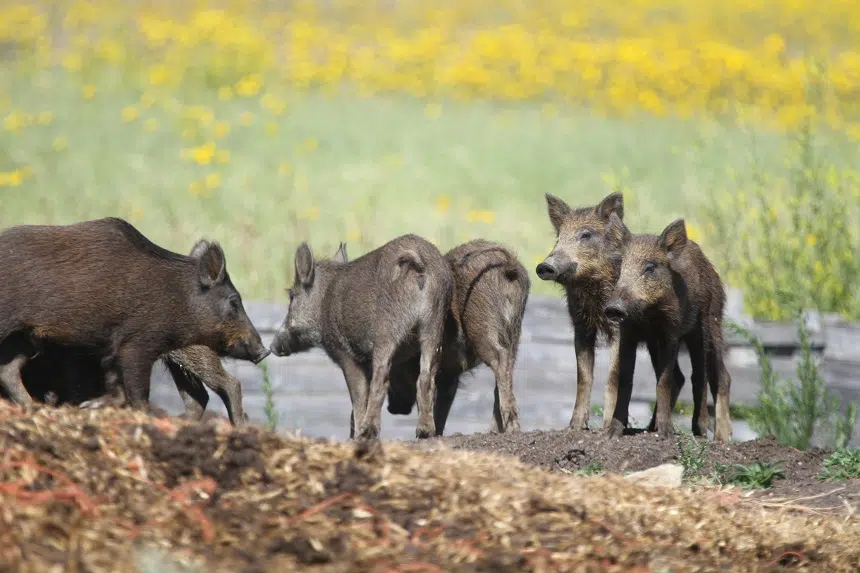 Provincial government taking aim at feral pig problem