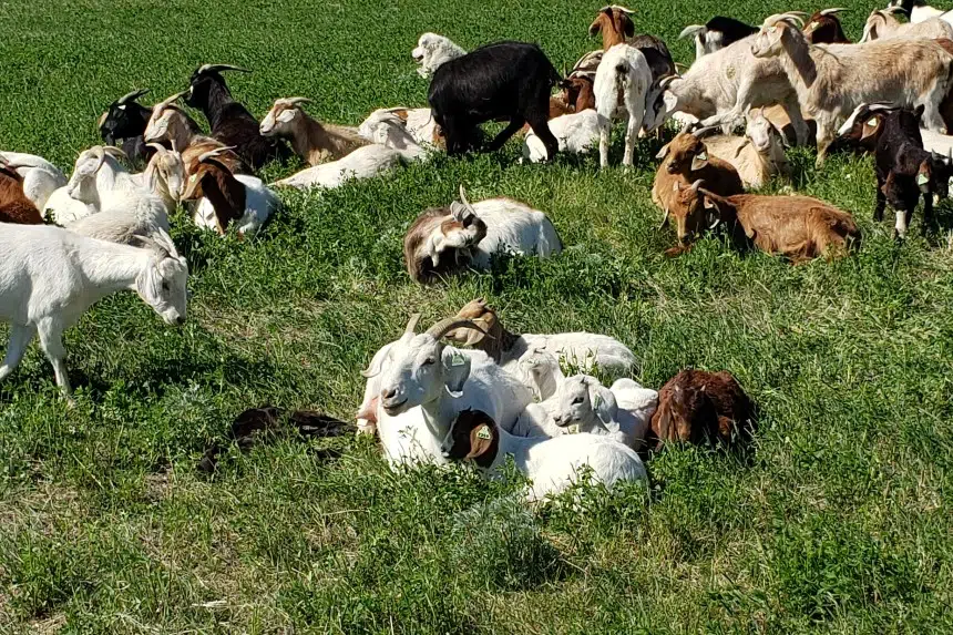 Weed eaters: Goats come to Wascana Park