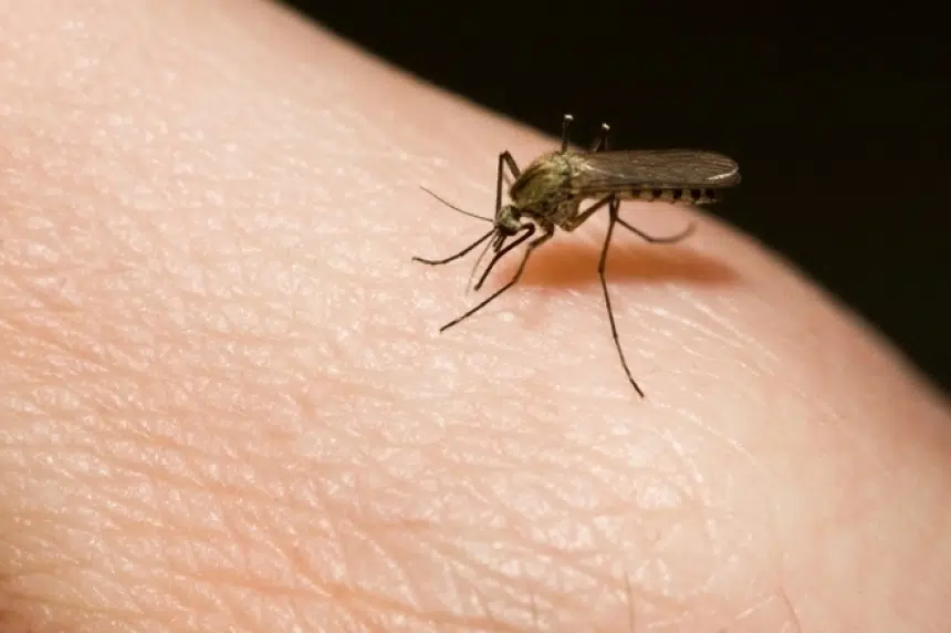 Regina mosquito count remains low despite recent rainfall
