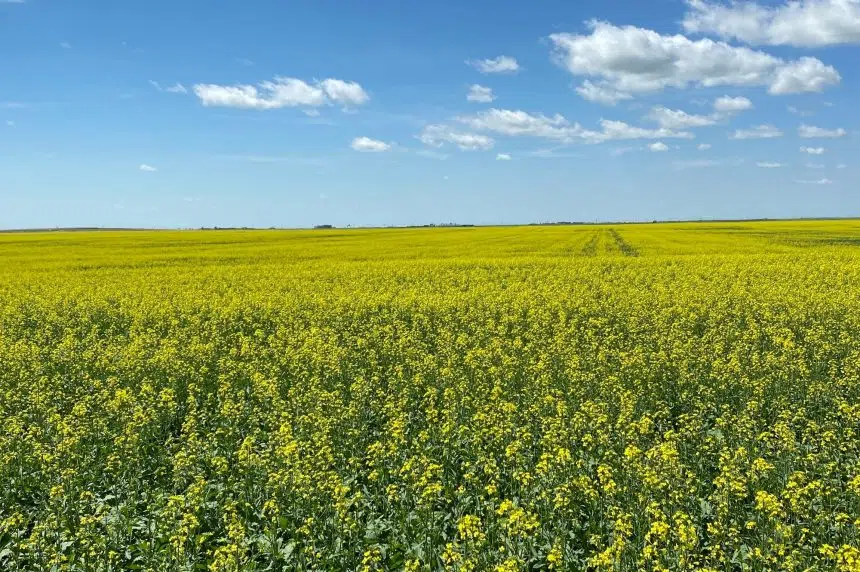 Some crops in Sask. in excellent condition: Ministry of Agriculture