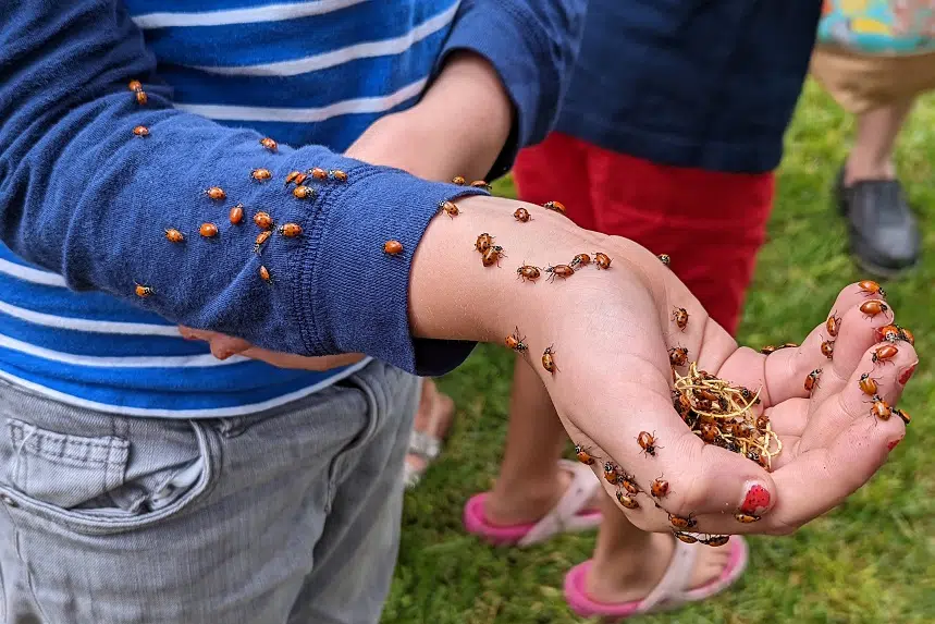 Ladybugs set to descend on Regina's Victoria Park