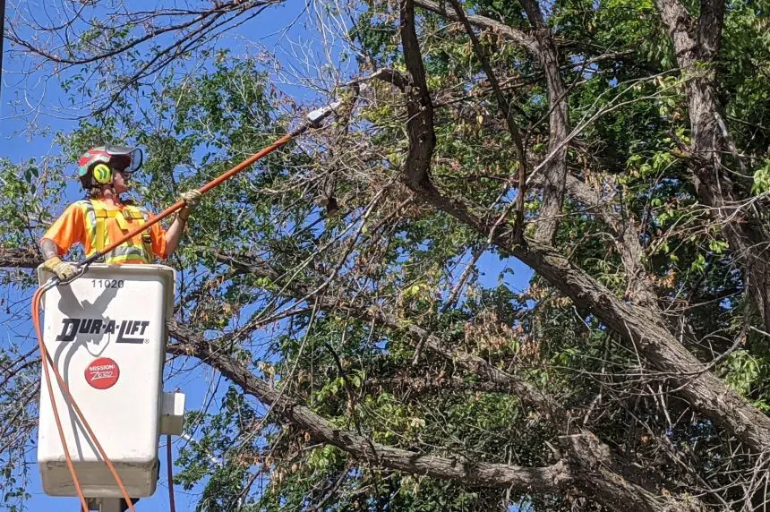 City of Regina working to keep Dutch elm disease under control