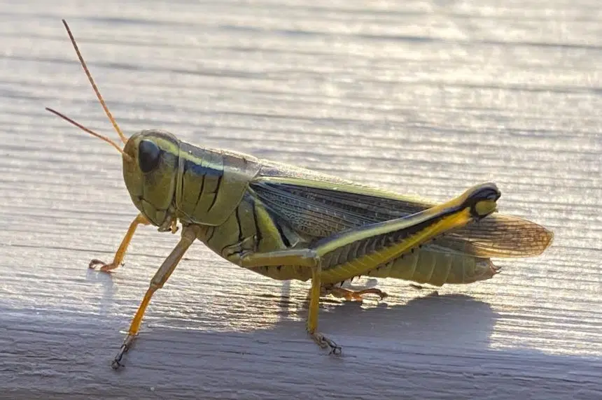Expert says warm, dry conditions to blame for huge grasshopper population