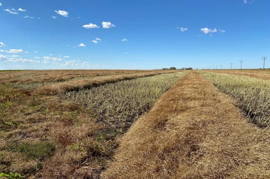Harvest in Saskatchewan nearing completion