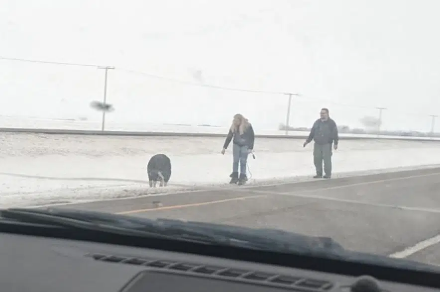 Wild or domestic? Pig sighting on Highway 1 near Moose Jaw sparks discussion