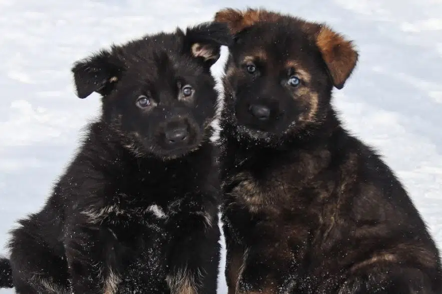 RCMP invites kids to take part in 2023 Name the Puppy contest