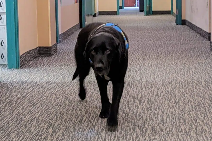Merlot the RPS therapy dog retires after eight years on the job