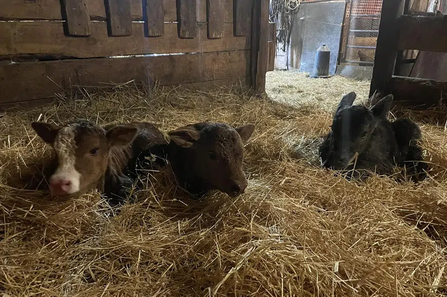 Regina-area farm welcomes triplet calves
