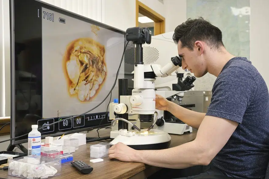U of R team finds organic matter in 44-million-year-old beetle fossil