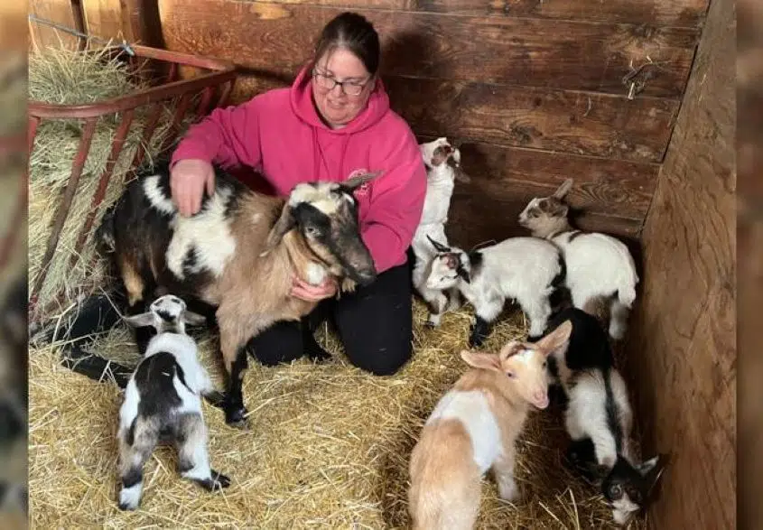 'Are you kidding me?' Shellbrook area goat delivers sextuplets
