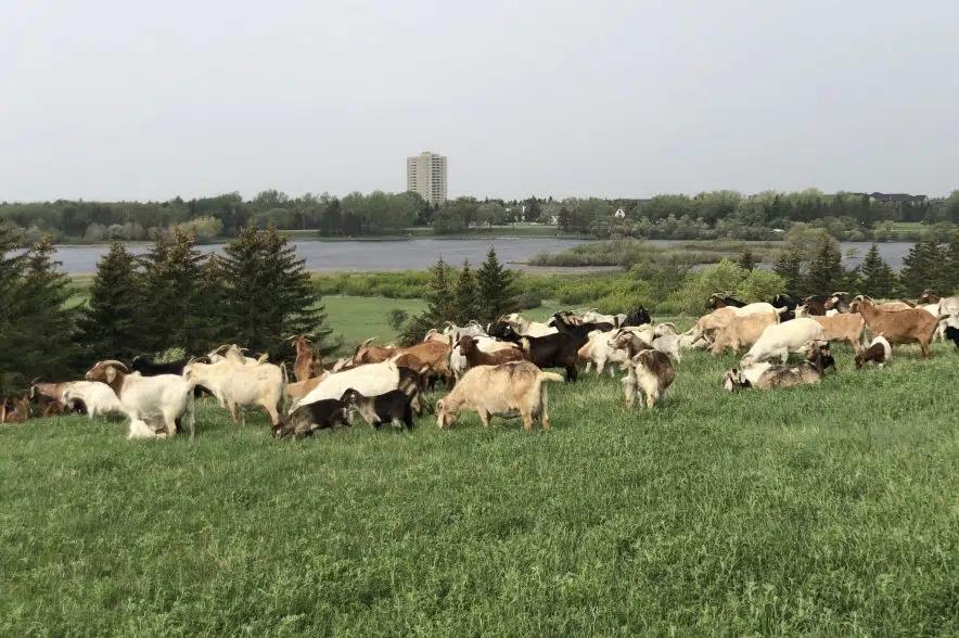Goats are back to graze on weeds in Wascana Centre