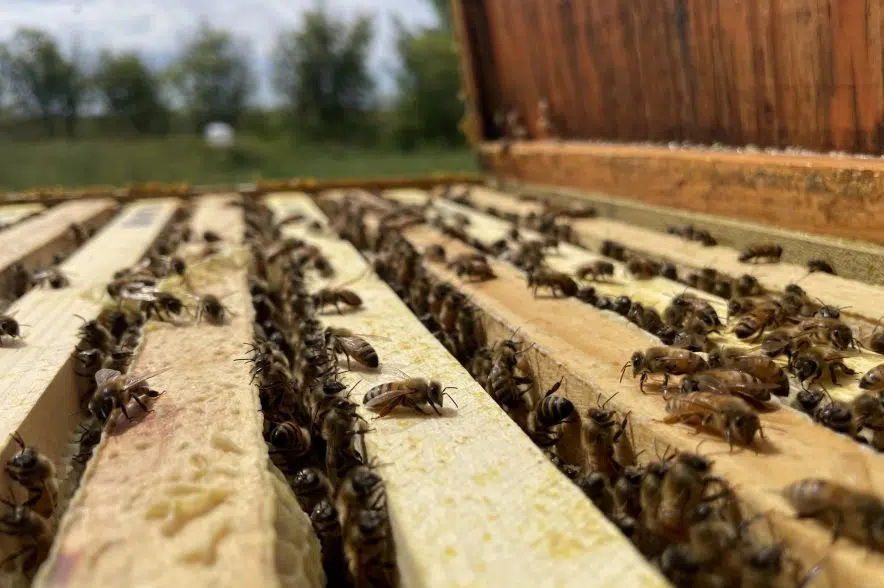 Bees buzzing in hot weather aren't feeling the sting of drought