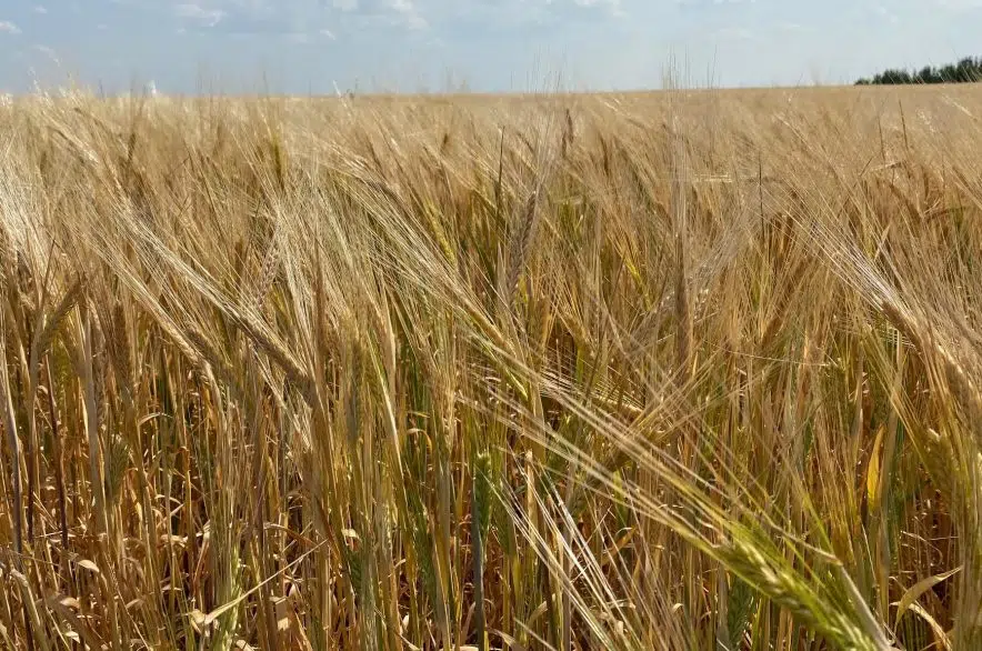 Crop report says harvest in Saskatchewan is one-third complete